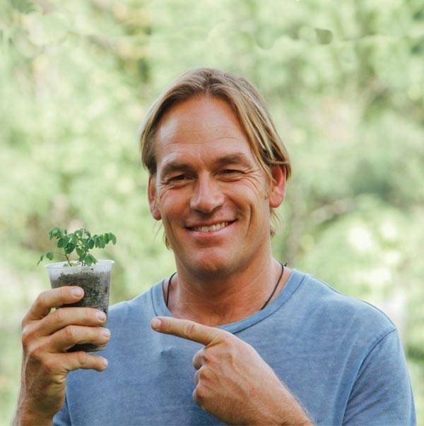 گیاه مورینگا چیست