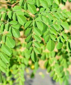 مورینگا درخت معجزه