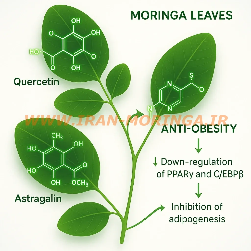 ترکیبات موجود در برگ مورینگا و نقش آنها در کنترل چاقی