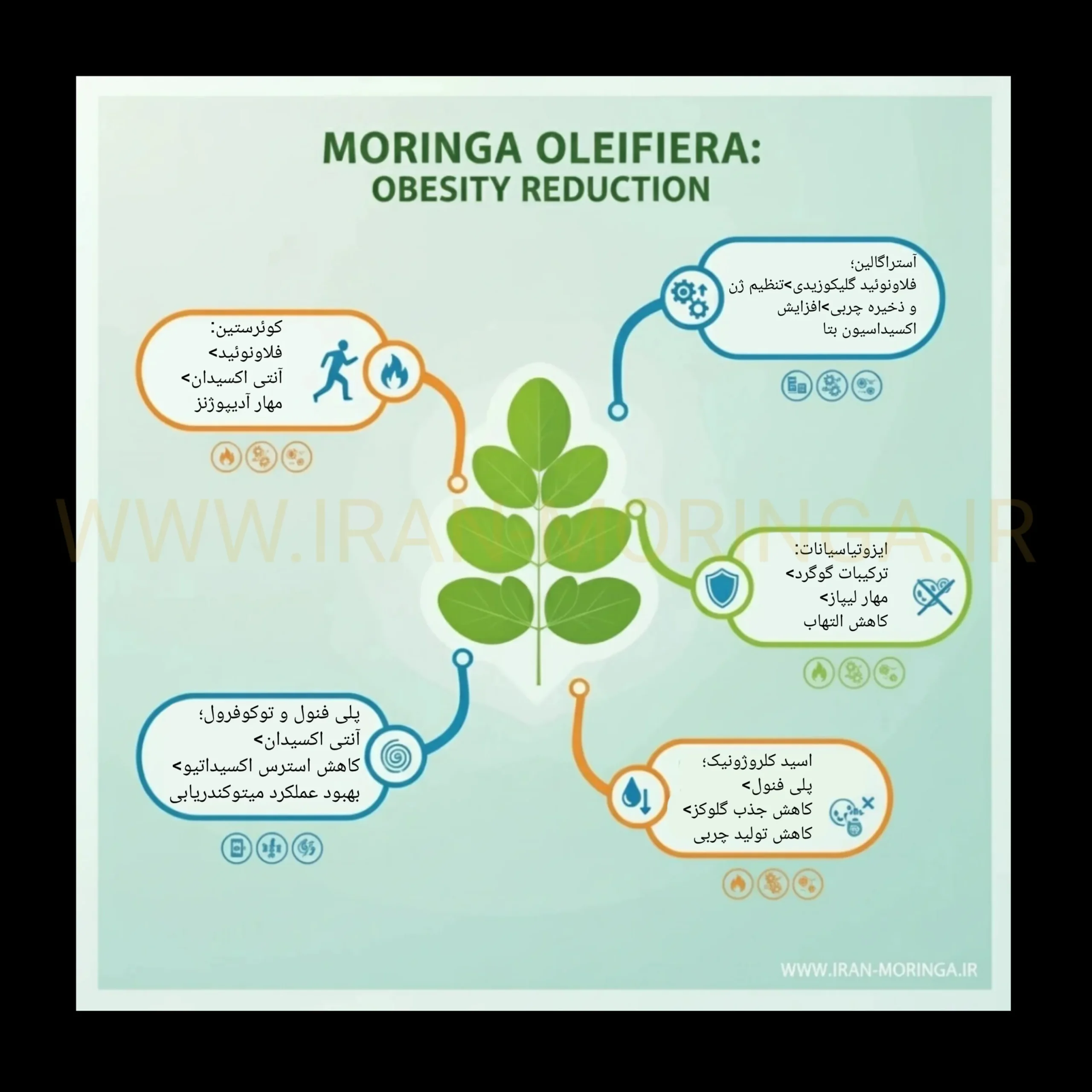 نقش ترکیبات مورینگا در کاهش وزن