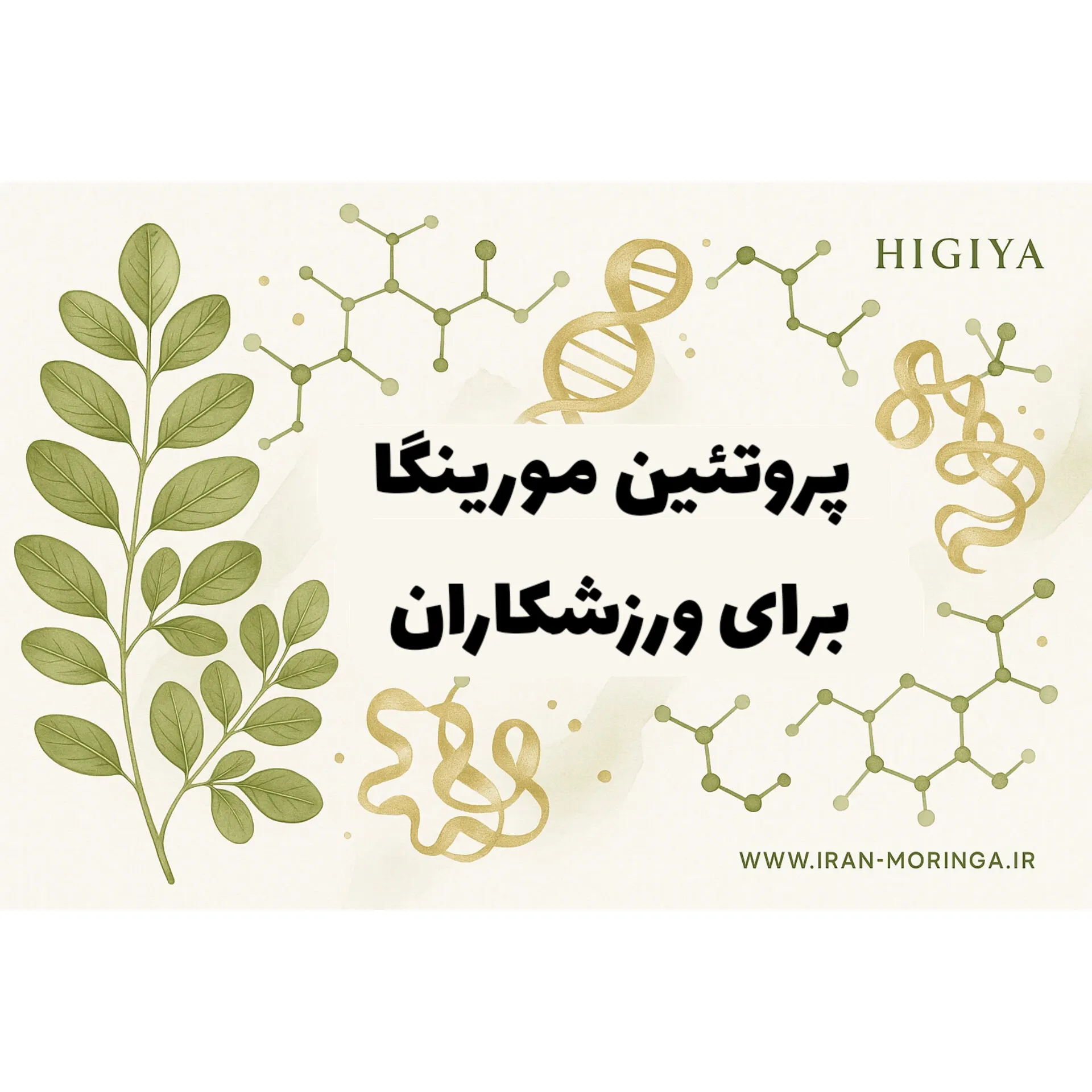 برگ مورینگا حاوی 9 آمینو اسید ضروری میباشد
